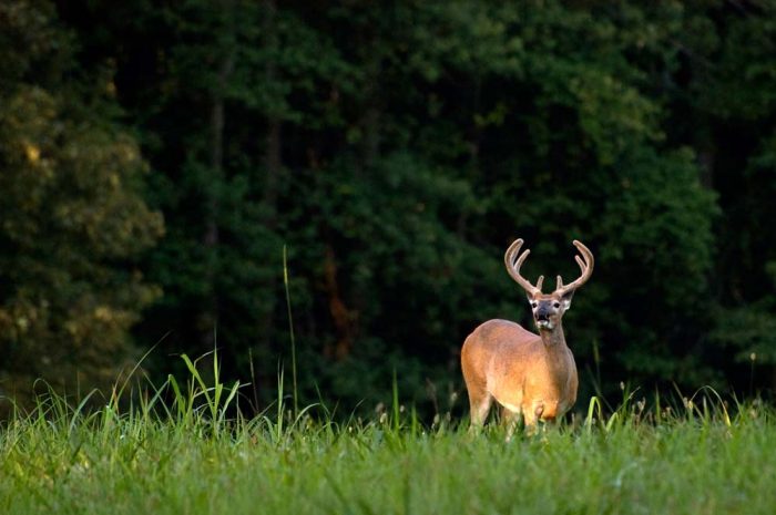 Pennsylvania deer hunting